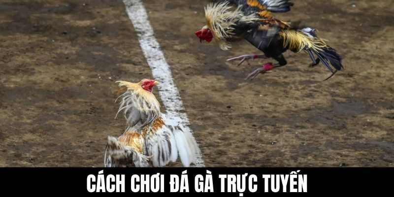 Cách chơi đá gà trực tuyến.