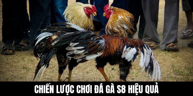 Chiến lược chơi đá gà S8 hiệu quả