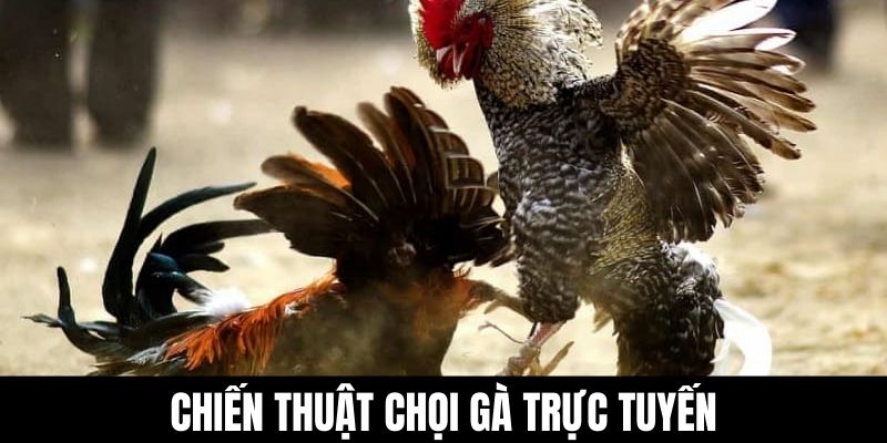 Chiến thuật chọi gà trực tuyến