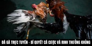 Đá gà trực tuyến S8