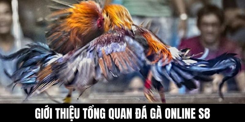 Giới thiệu tổng quan đá gà online S8