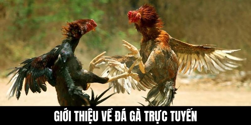 Giới thiệu về đá gà trực tuyến.
