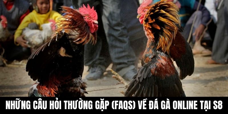 Những câu hỏi thường gặp (FAQs) về đá gà online tại S8