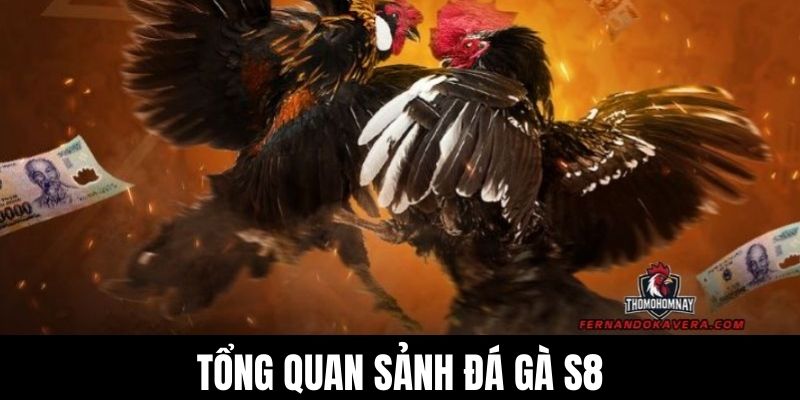 Tổng quan sảnh đá gà S8